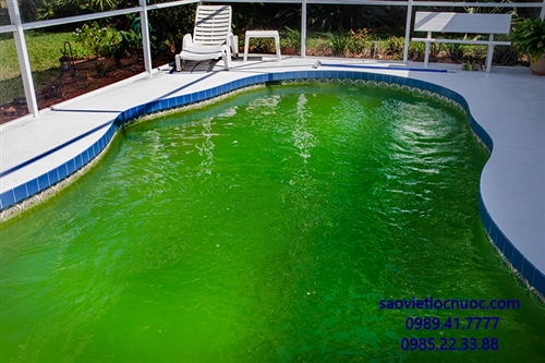Bể bơi bị xanh